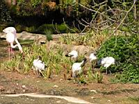 Ibis sacre, Threskiornis aethiopicus (Photo F. Mrugala) (06)